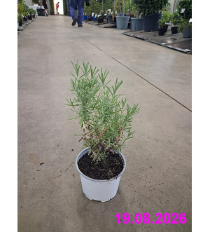 Lavandula stoechas 'Blue Star' P 12